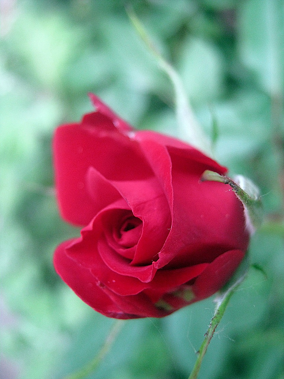 red rose spring free photo