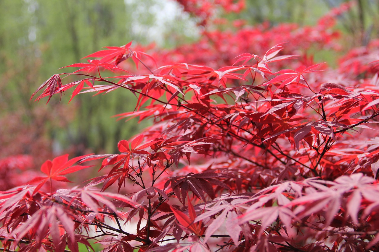 red red maple maple free photo