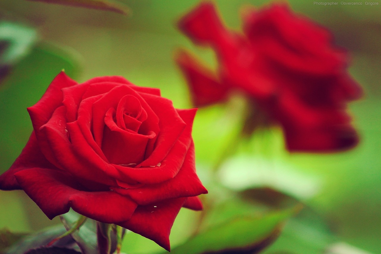 red green roses free photo