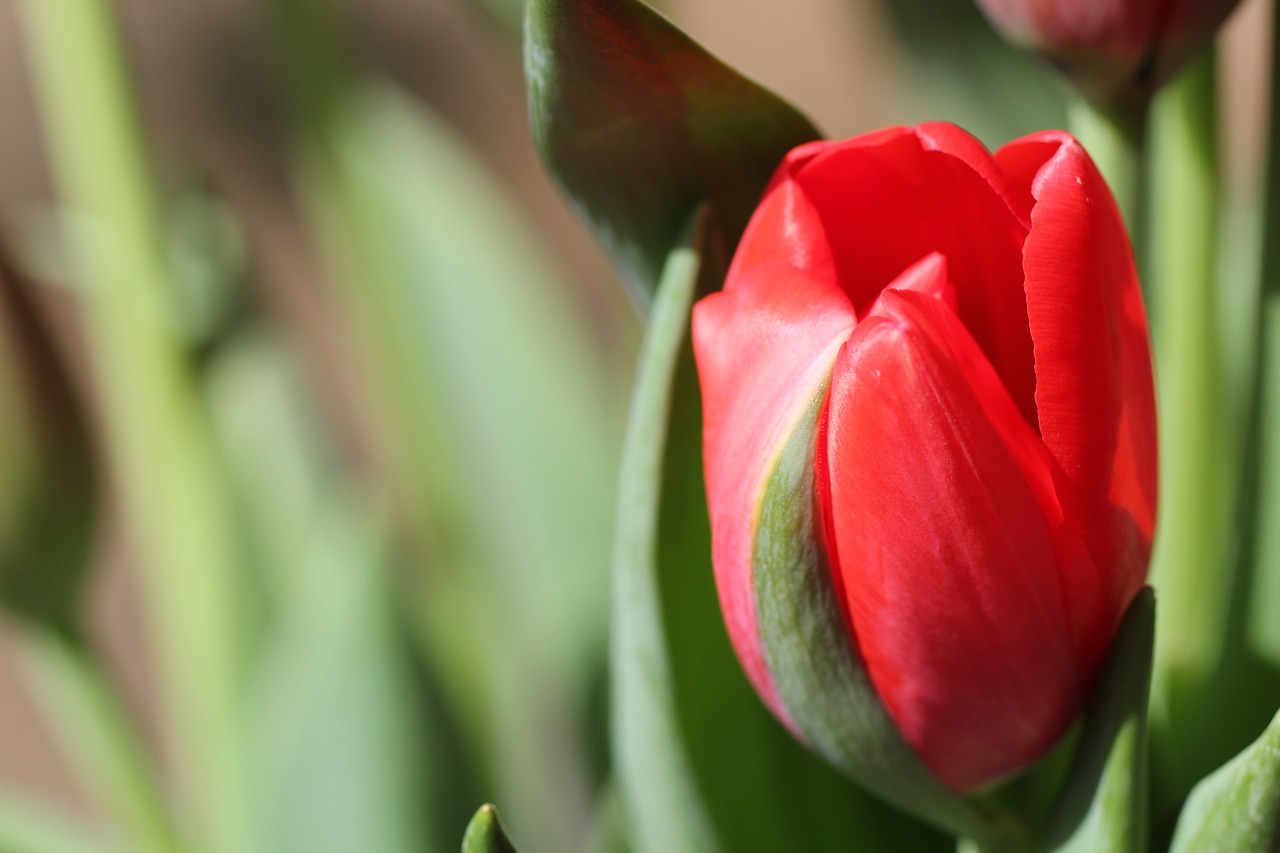 red tulip flowers free photo