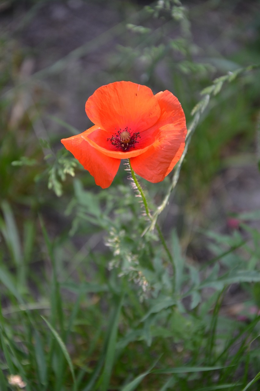 red poppy flower free photo