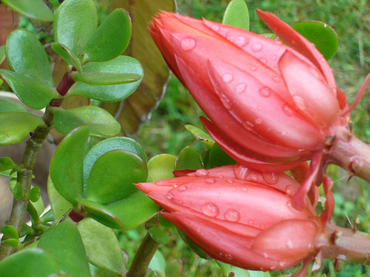 red flower garden free photo