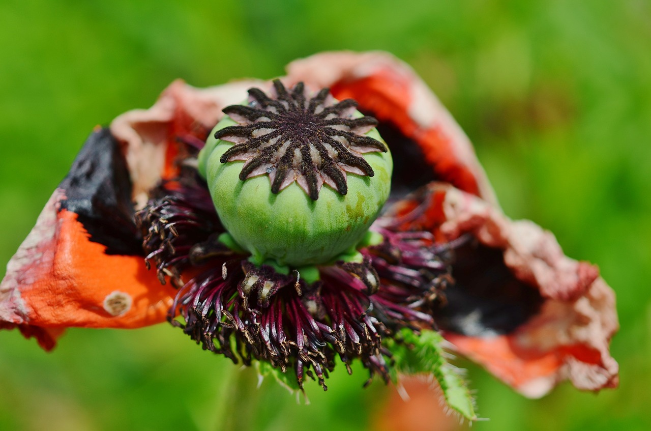 red green flower free photo