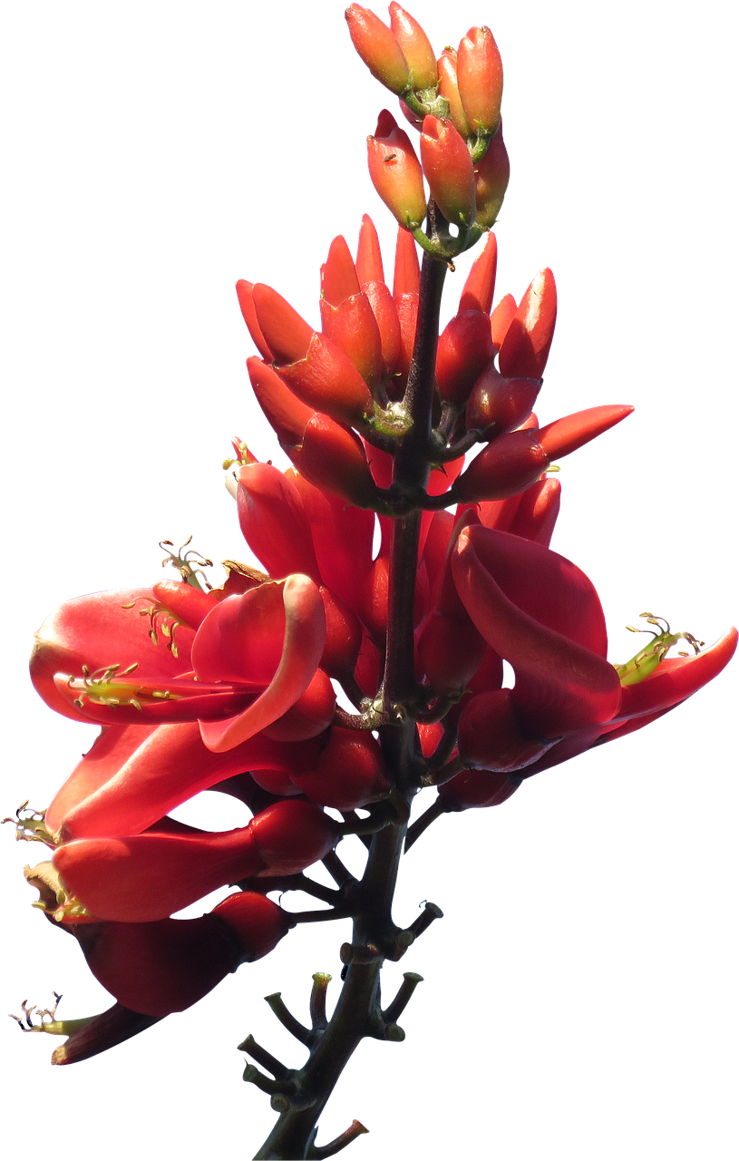 red flower australian free photo