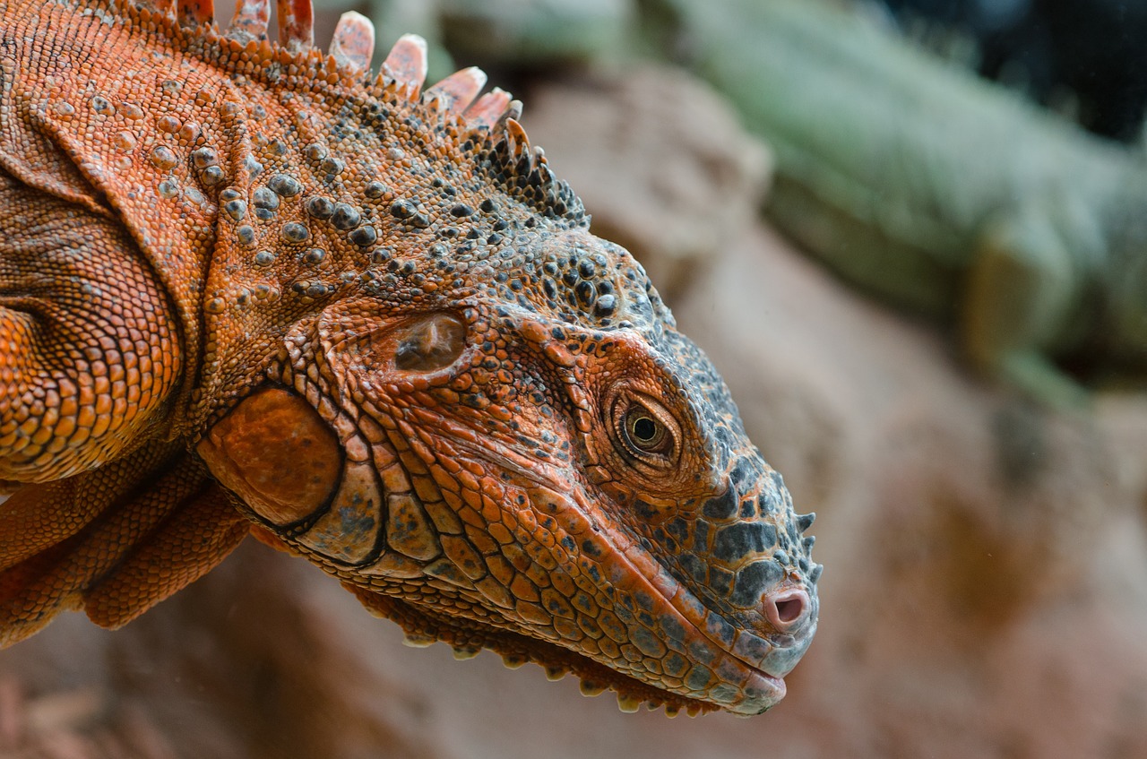 iguana red lizard free photo