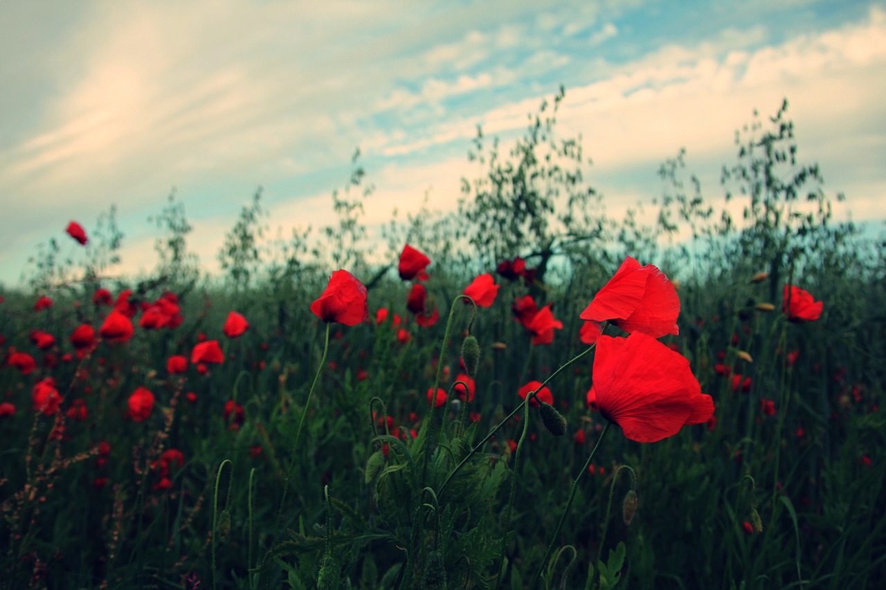 red roses flowers free photo