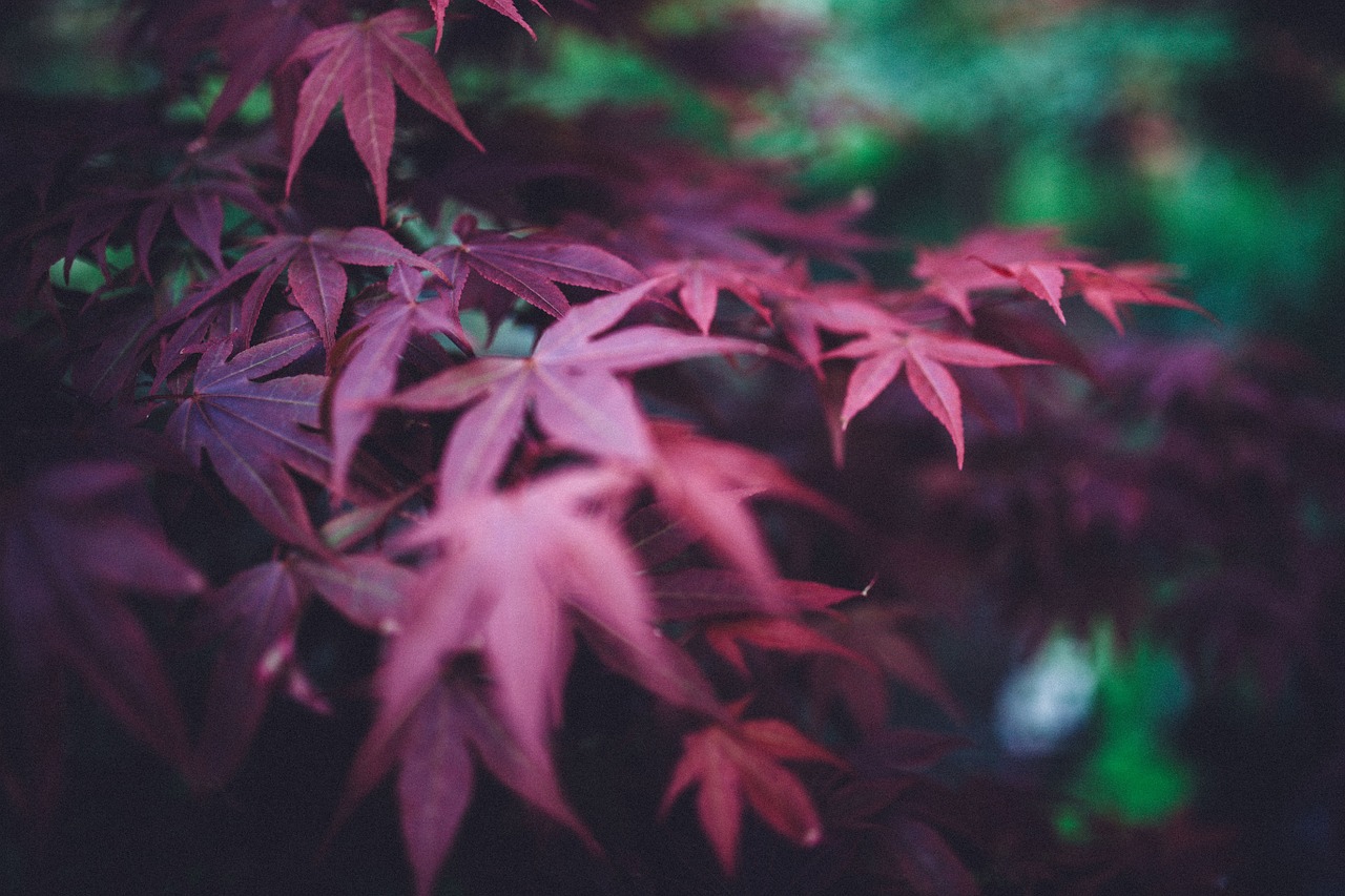 red purple leaves free photo