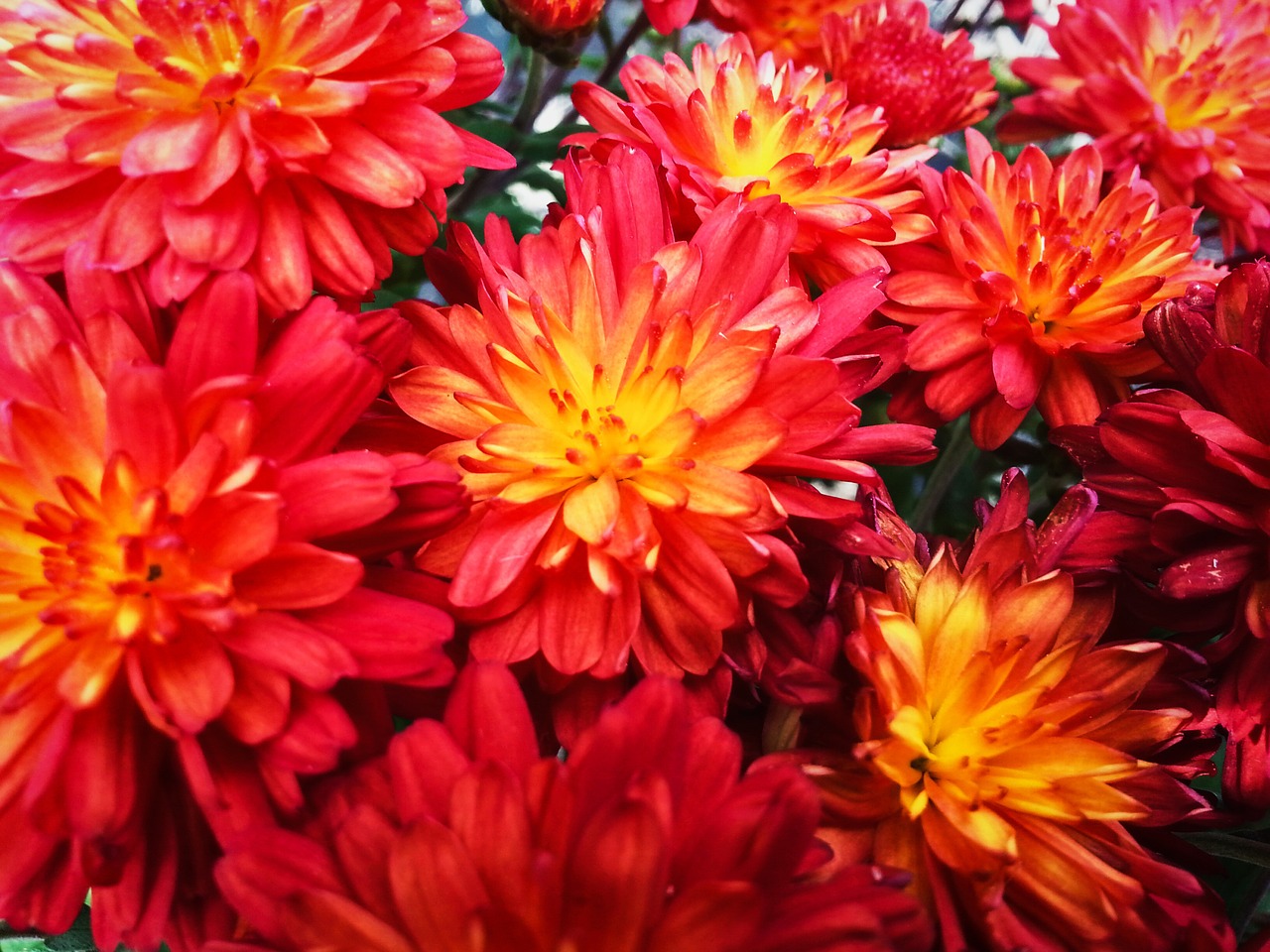 red flowers garden free photo