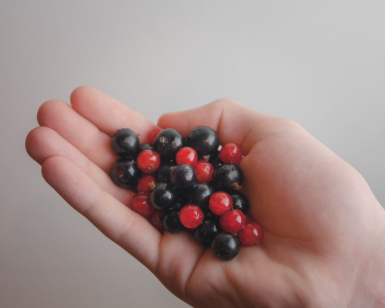 red blue berries free photo