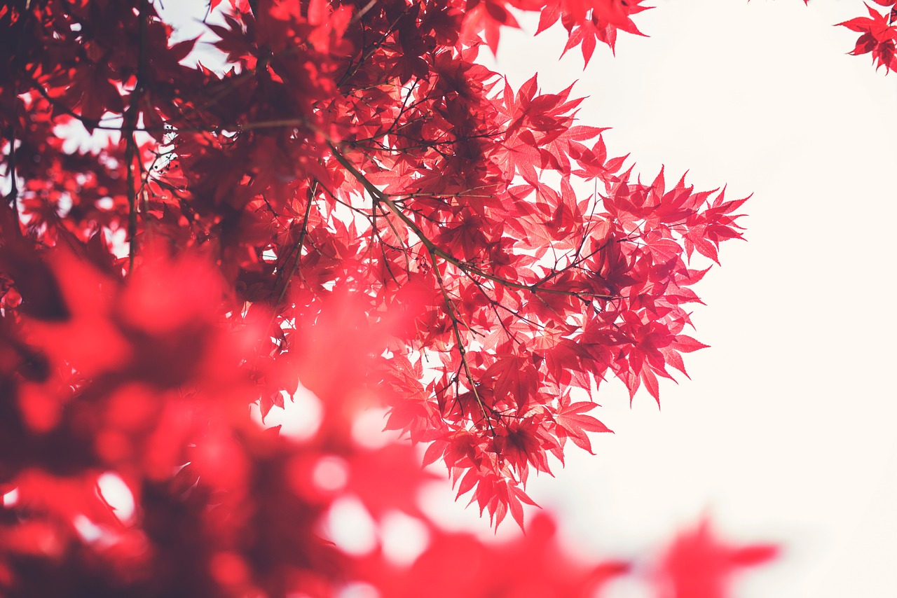 red leaves branches free photo