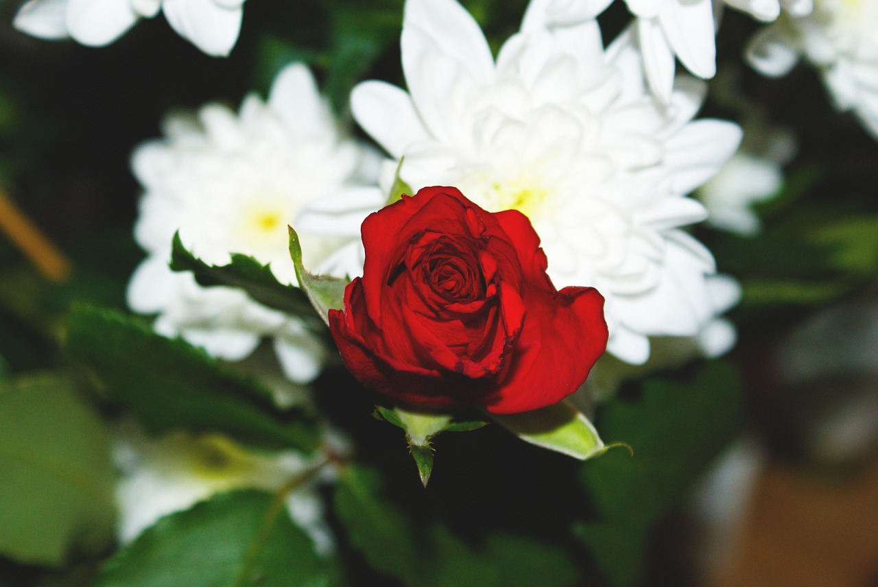 red rose flowers free photo