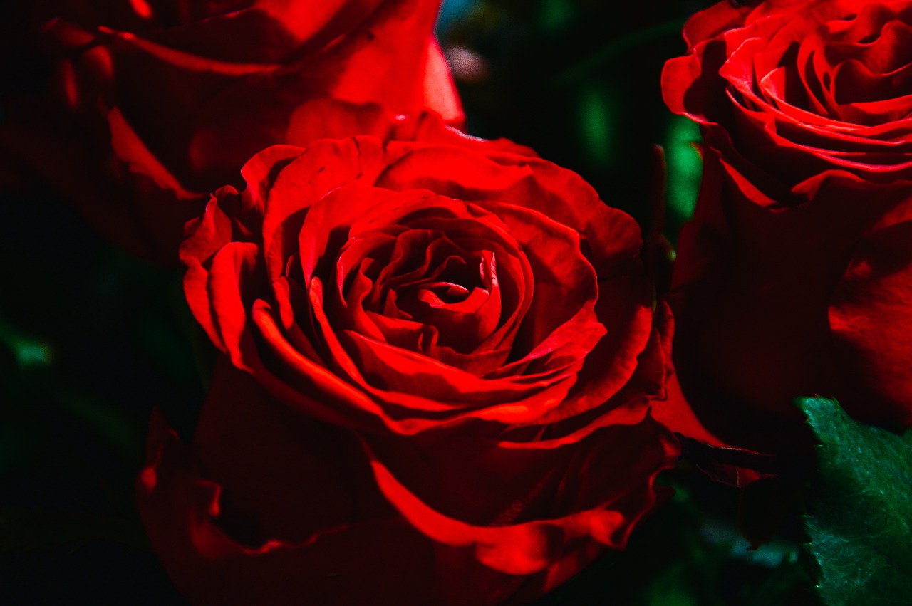 red rose red roses free photo