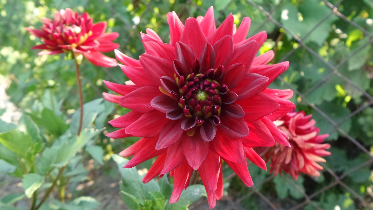 red dahlia flower free photo