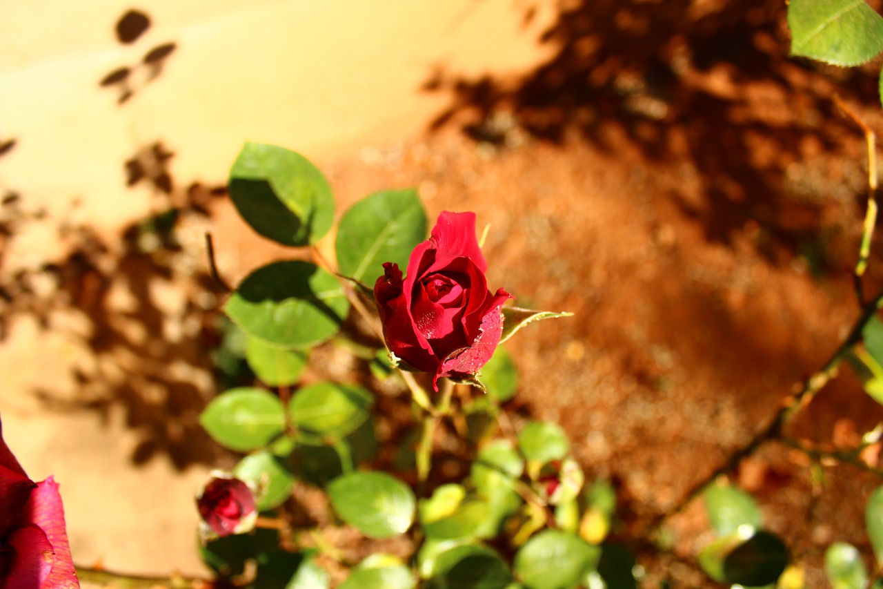 red rose above stone free photo