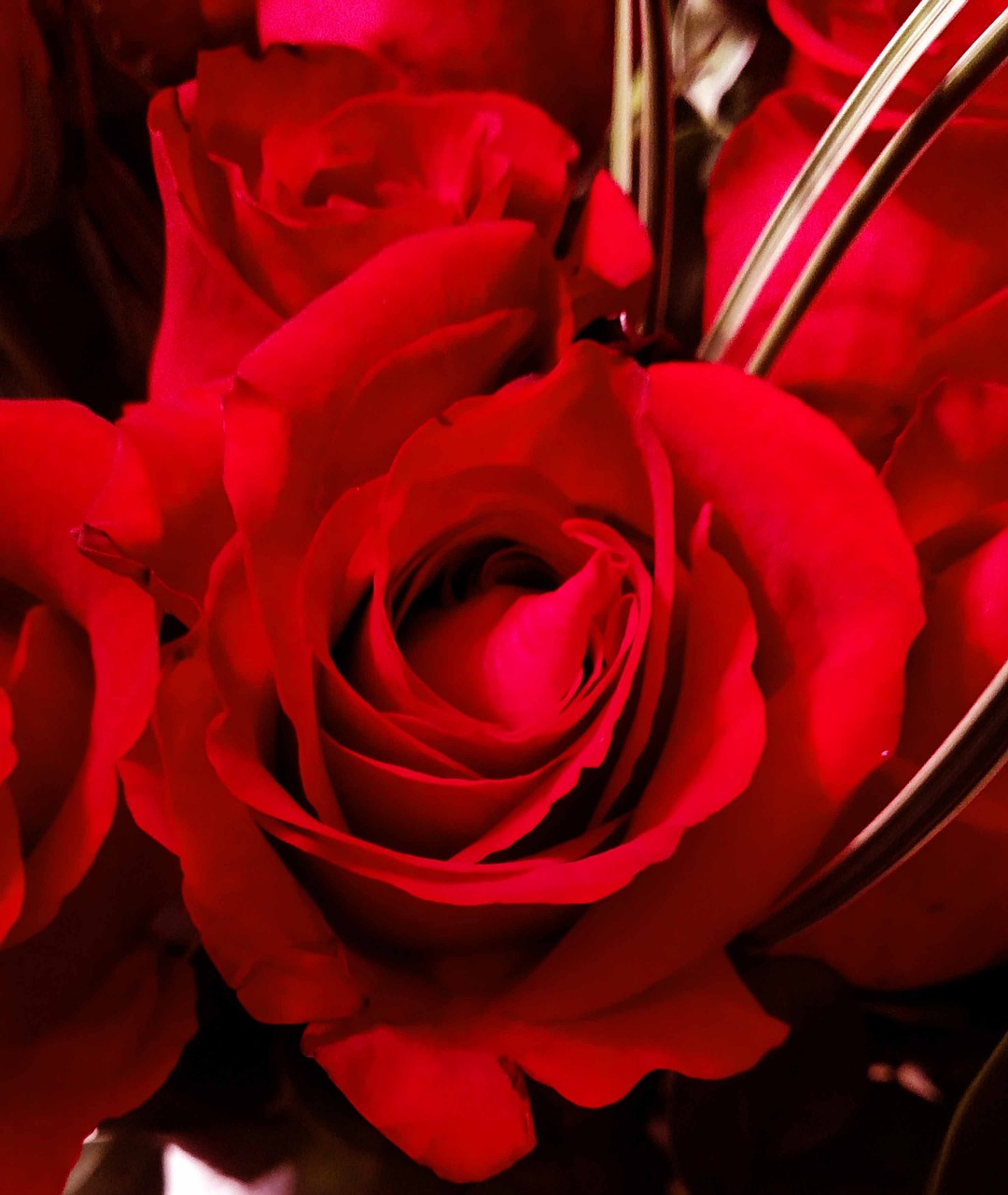 red rose red roses free photo