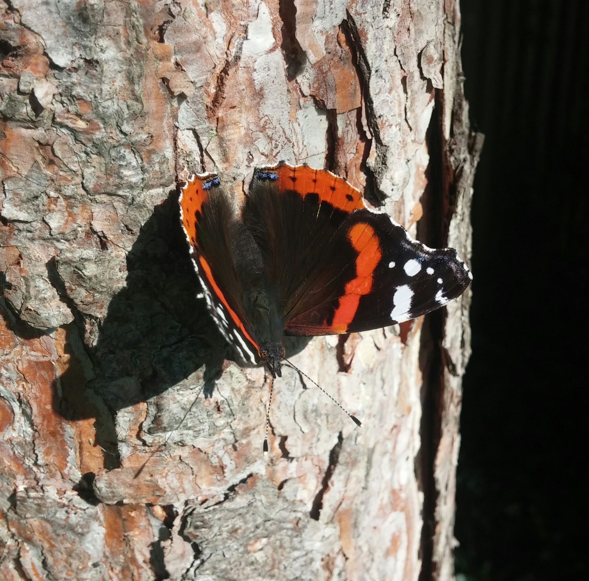 red admiral butterfly insect free photo