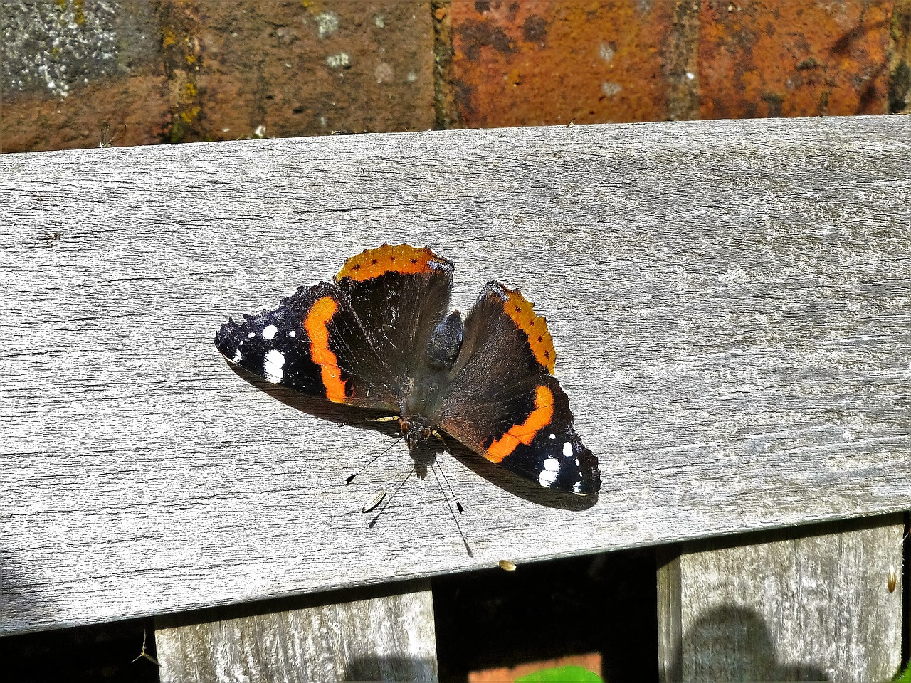 red admiral butterfly admiral free photo
