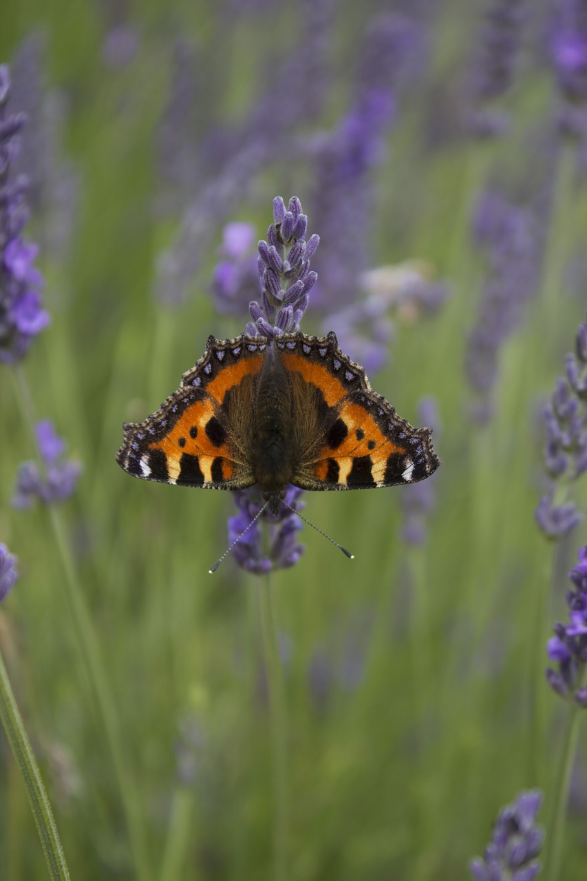 red admiral butterfly lavender free photo