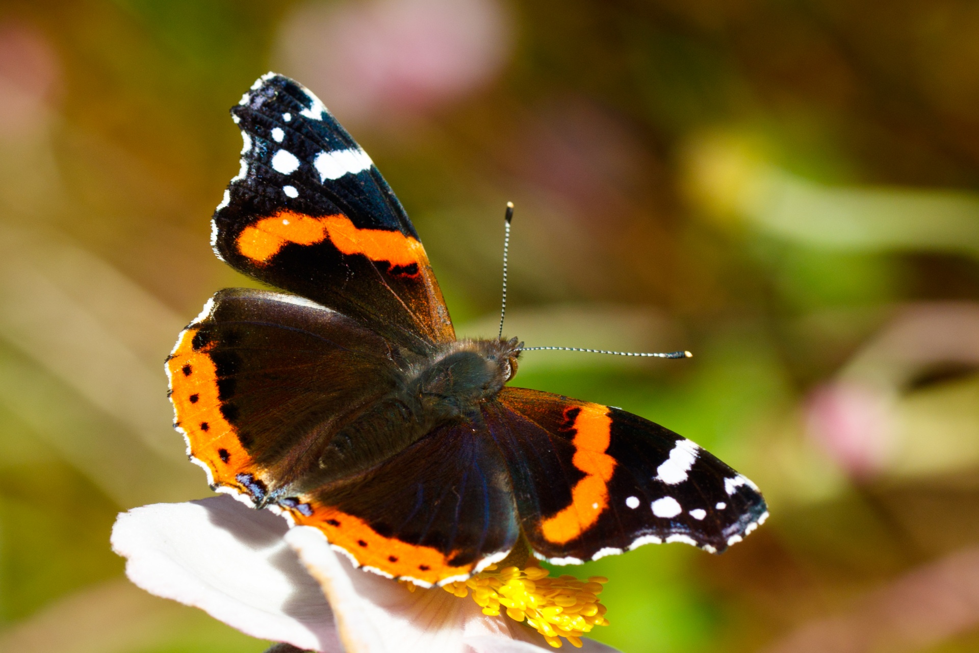 animal black butterfly free photo