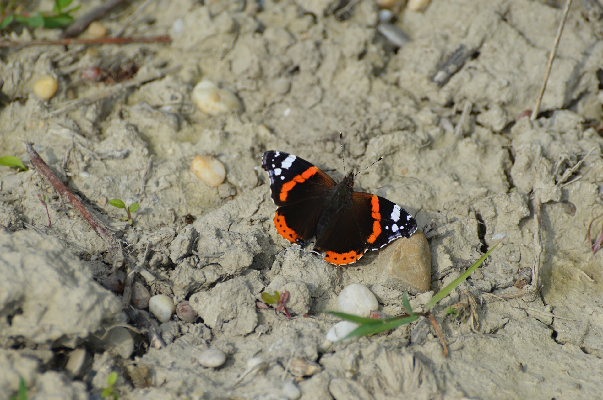 butterfly red admiral insects free photo