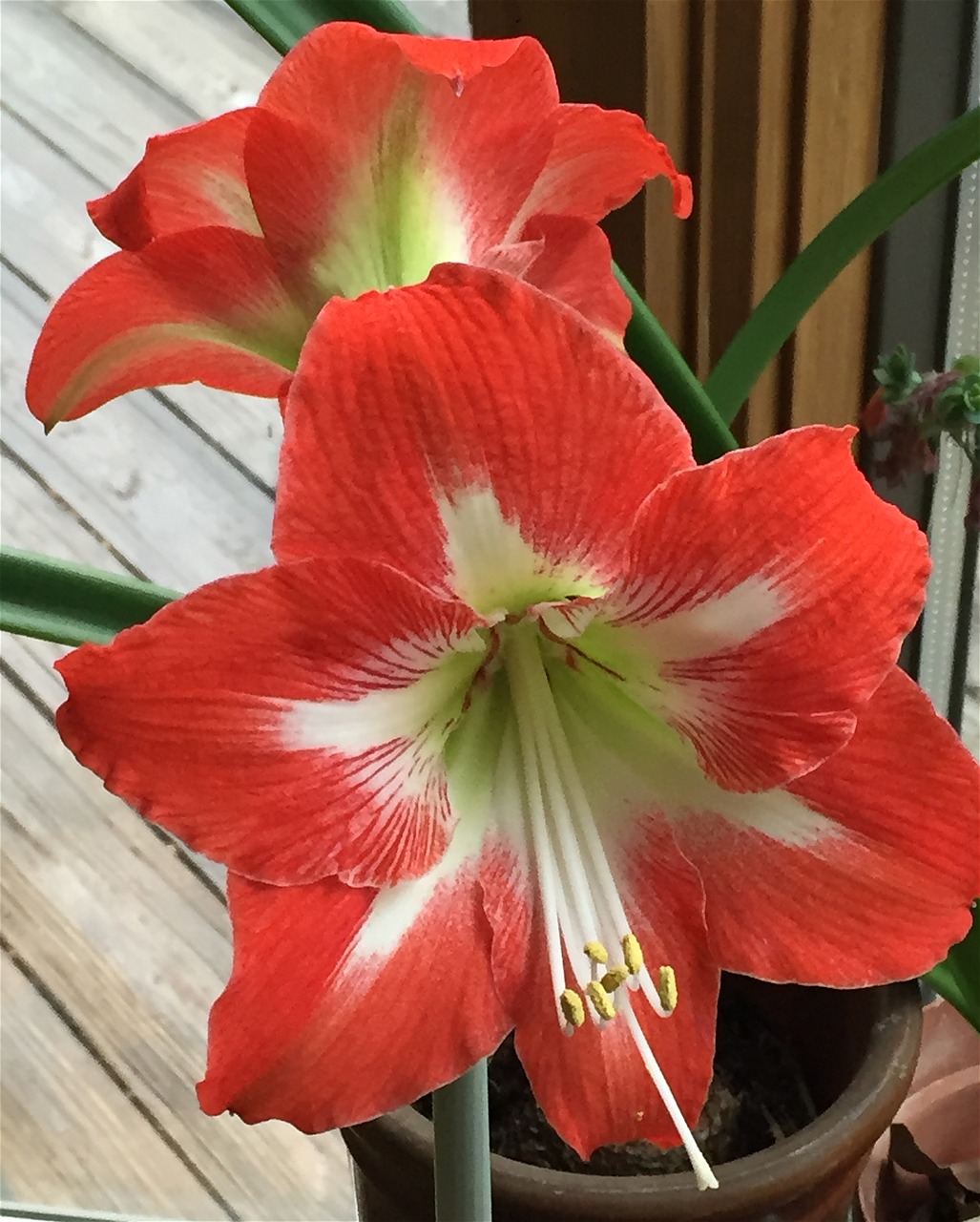 red amaryllis amaryllis flower free photo