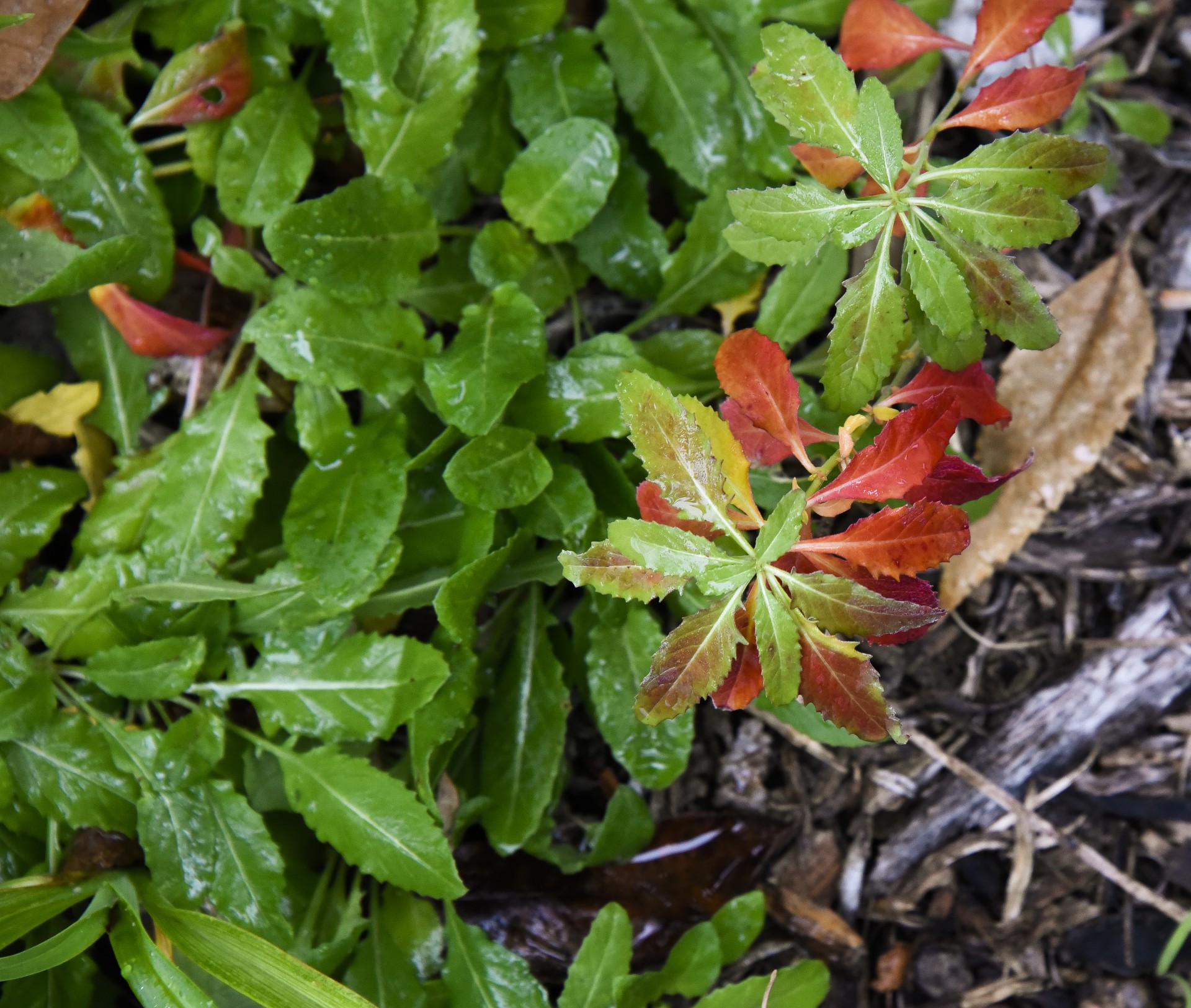 rain red green free photo