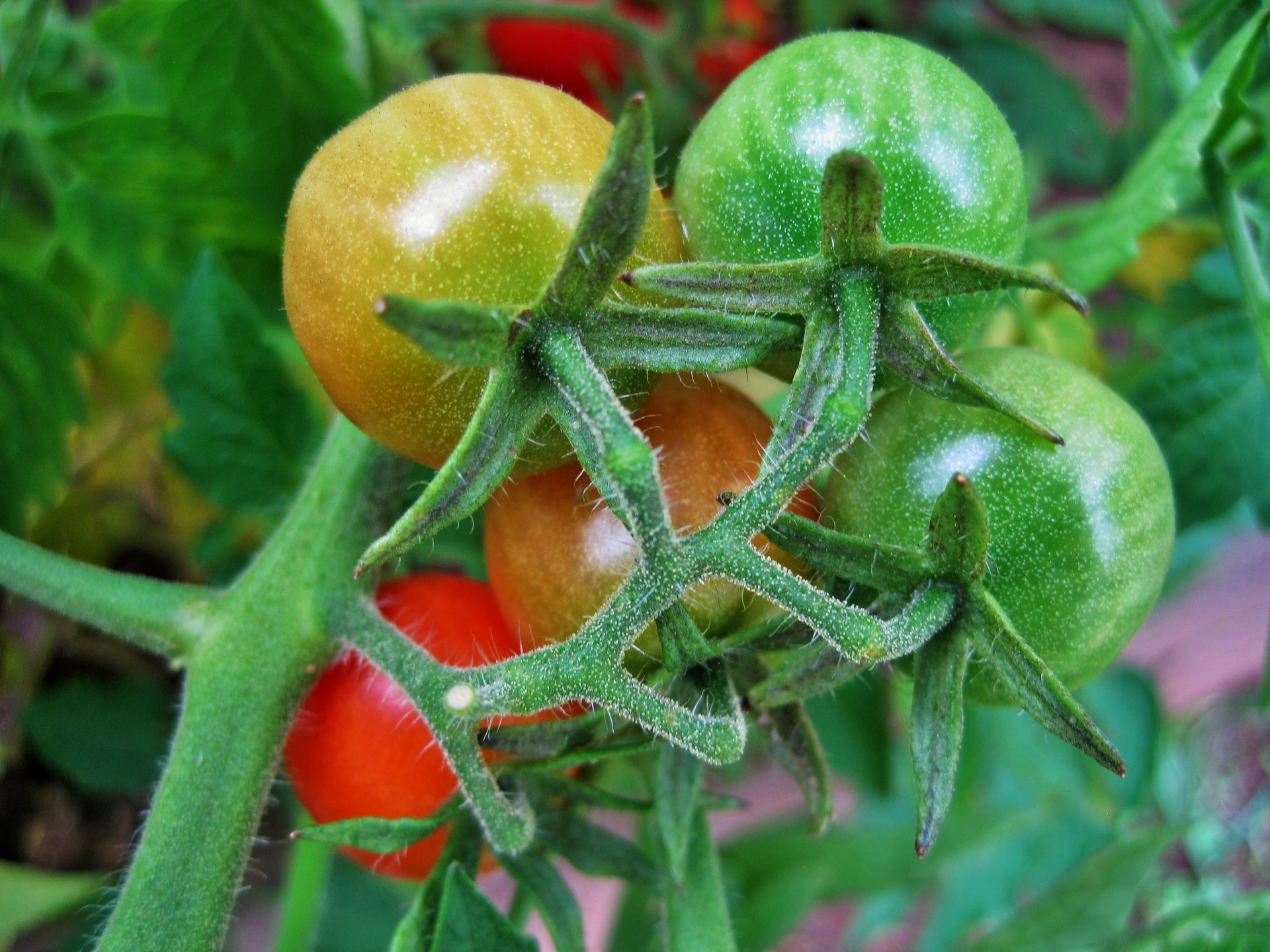 tomatoes small cocktail free photo