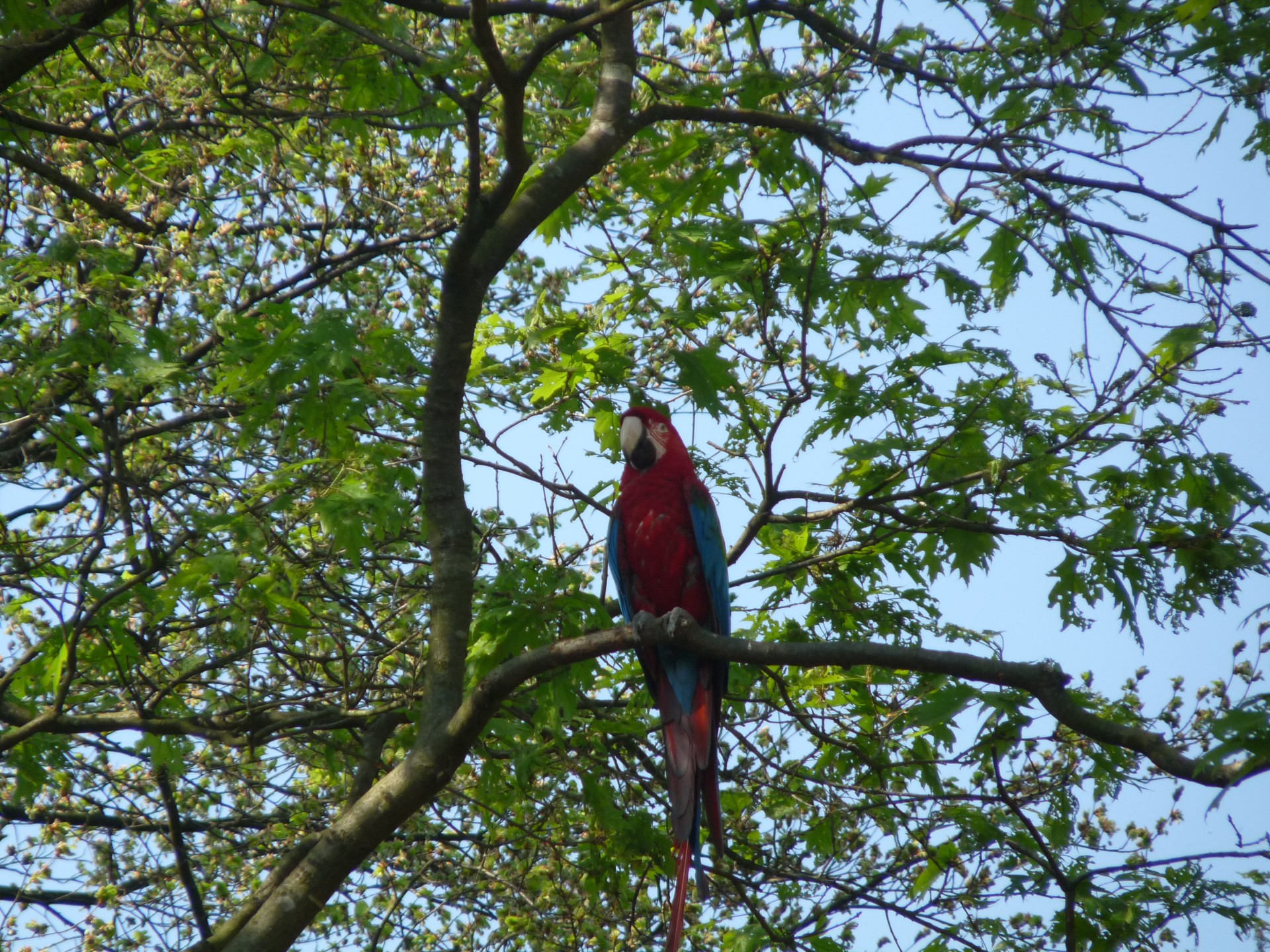 macaw parrot ara free photo