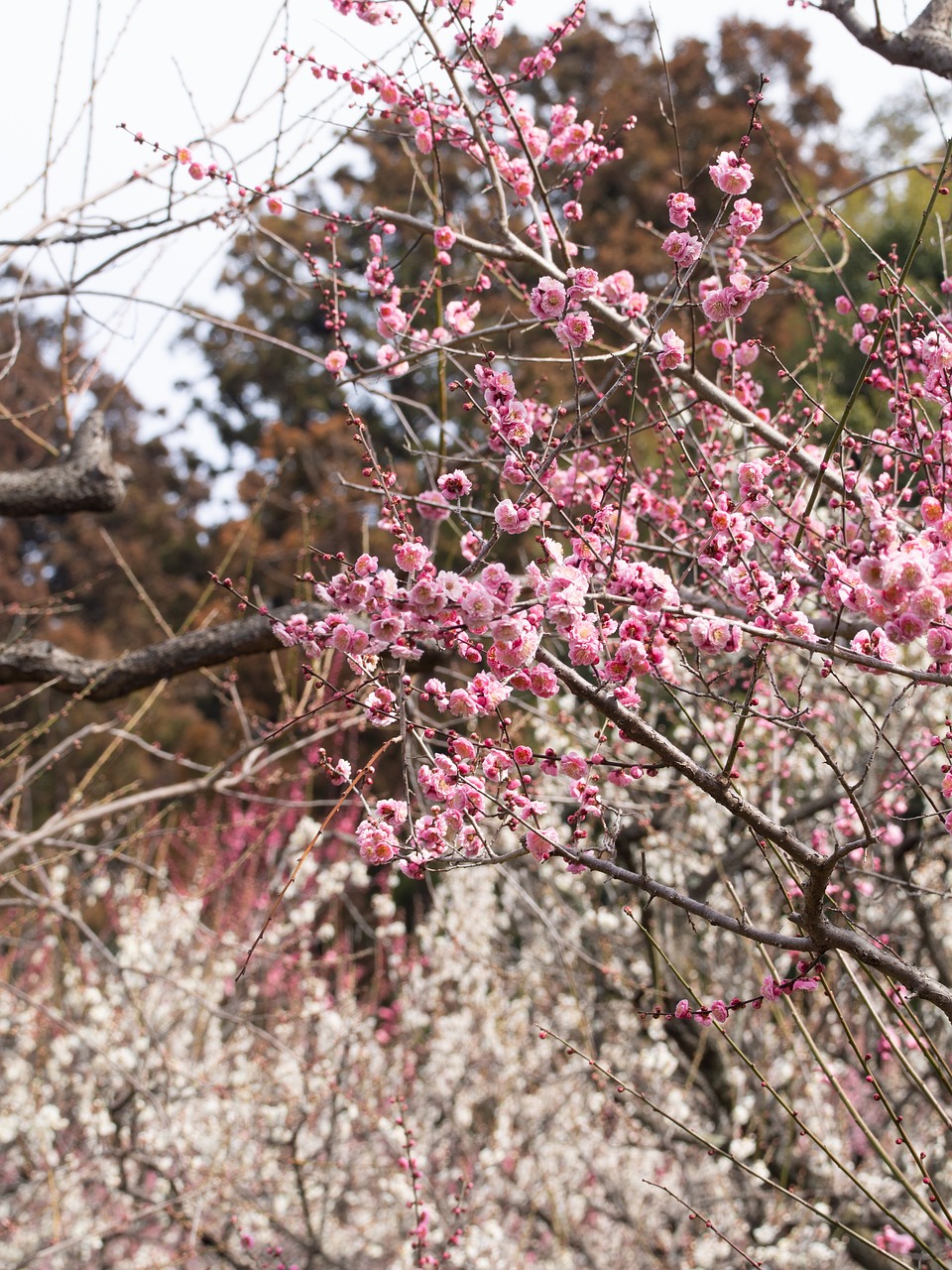 red and white  plum  spring free photo