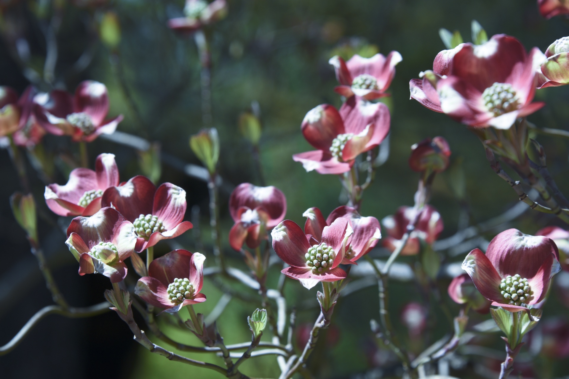 flower flowers dogwood free photo