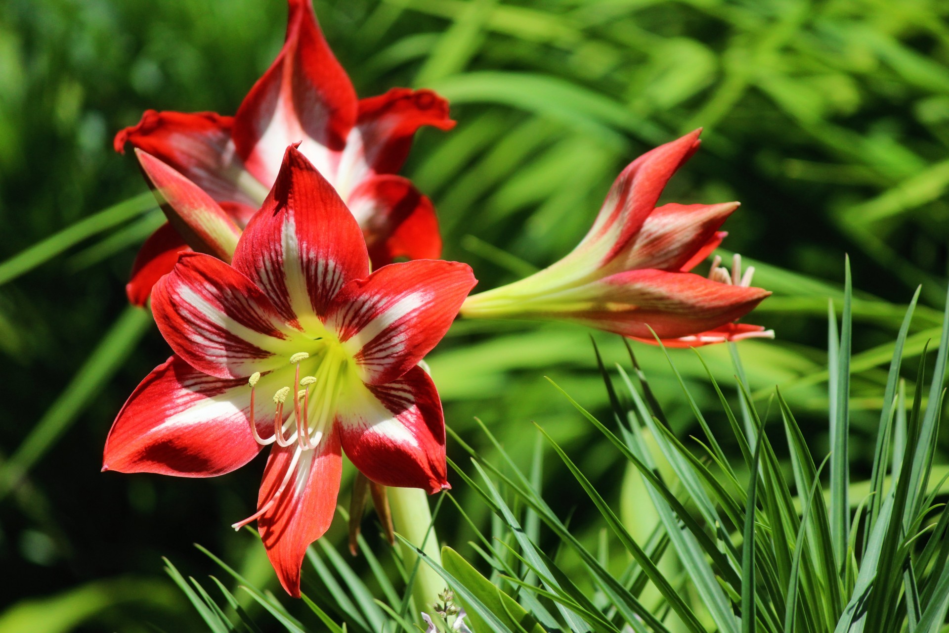 lilies red white free photo