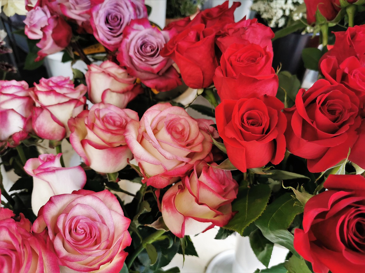 red and white pink roses  blooming  love free photo