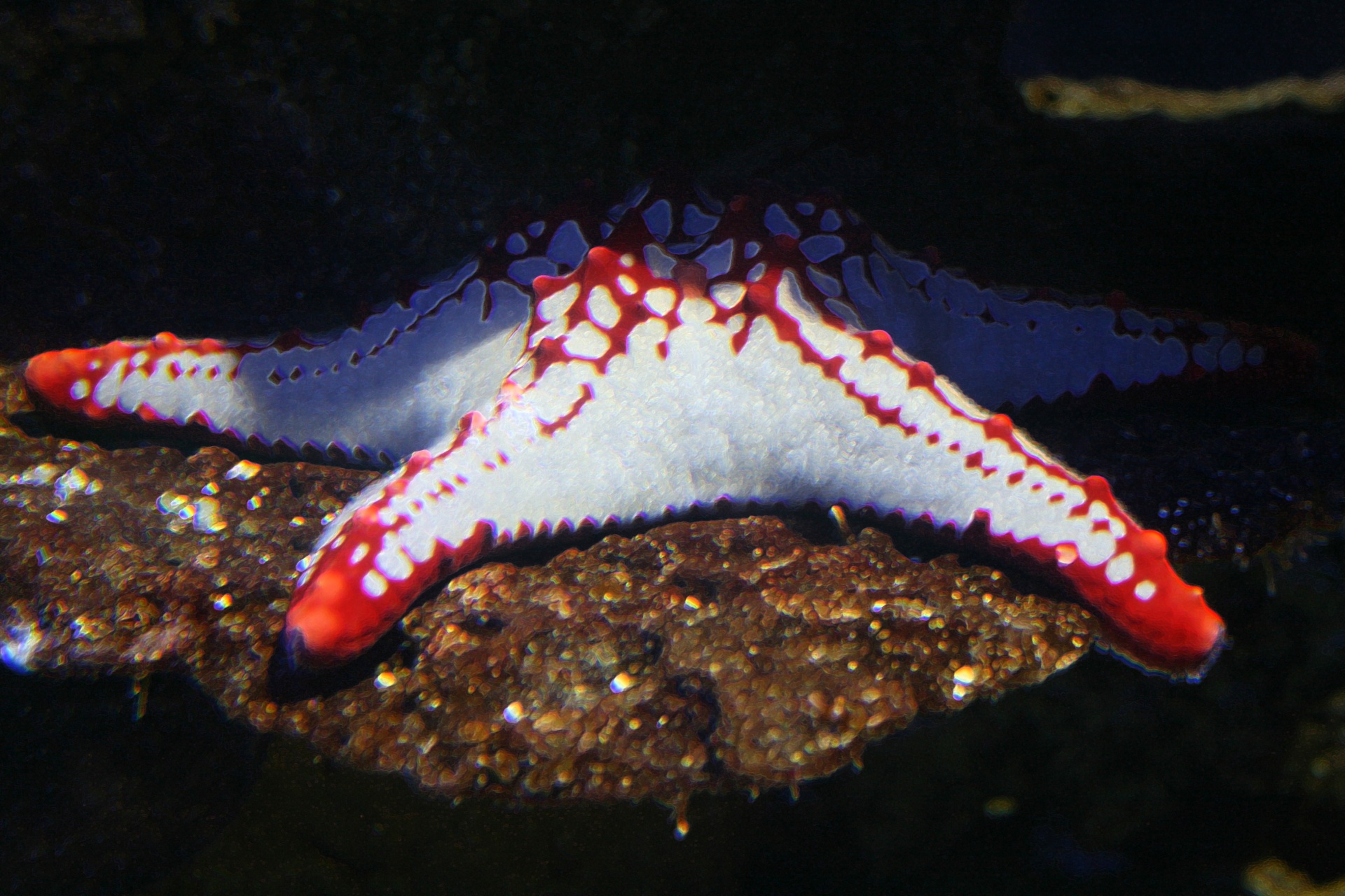 sea creature starfish sea star free photo