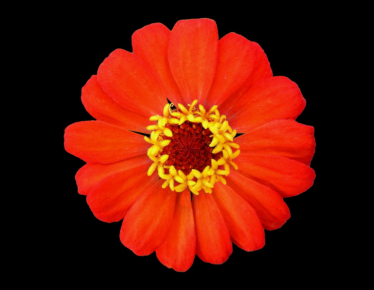 red and yellow flower garden black background free photo