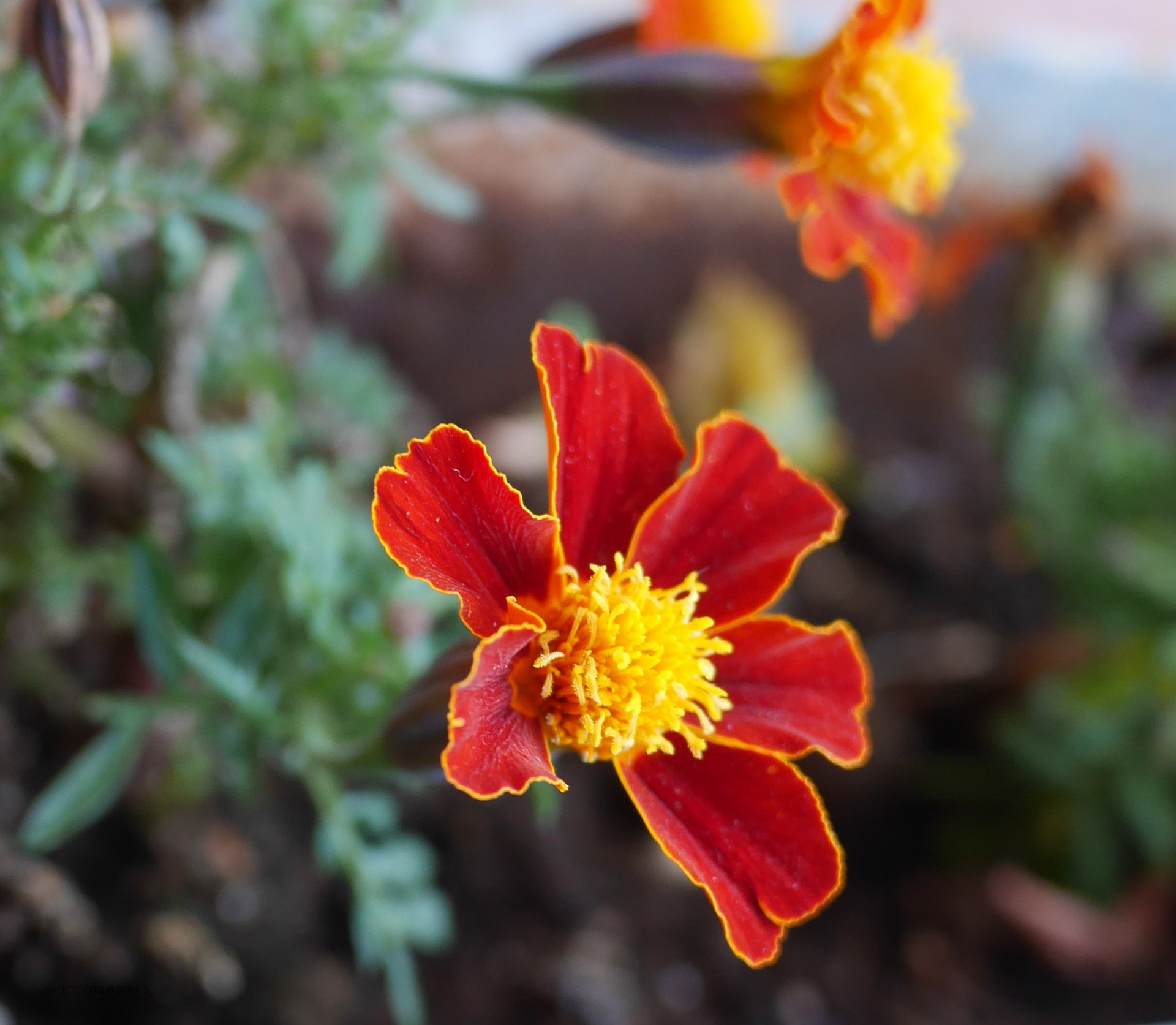 flowers red red and yellow flower free photo