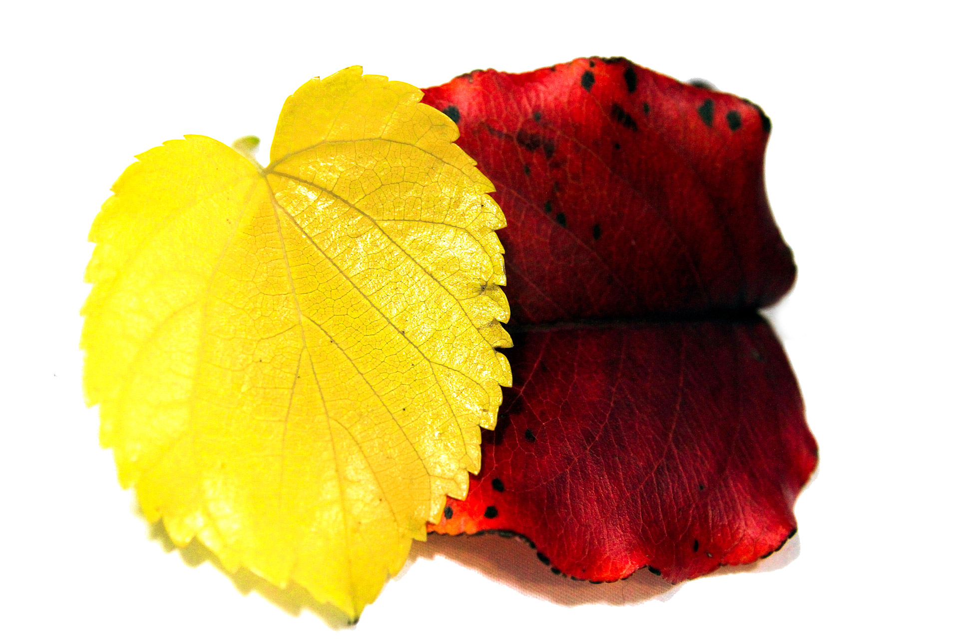 Красные и желтые листья