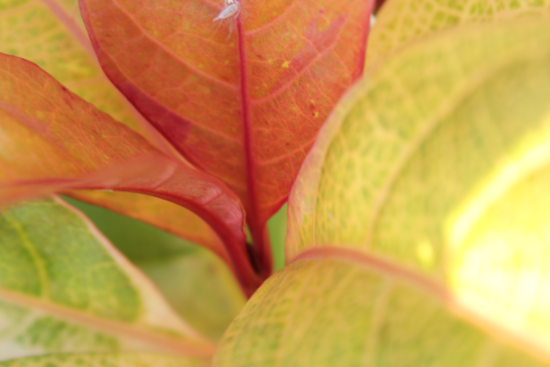 red and yellow leaves red leaves yellow leaves free photo