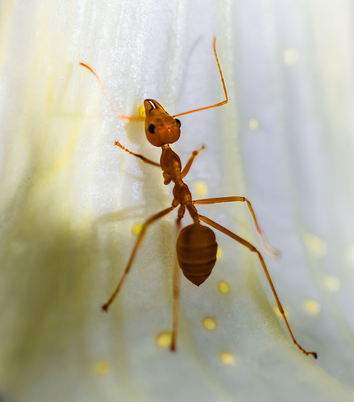 red ant ant macro free photo