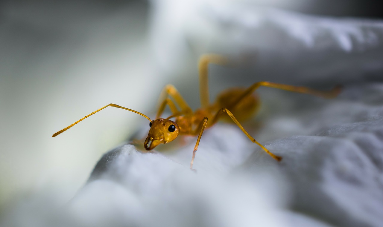 red ant ant macro free photo