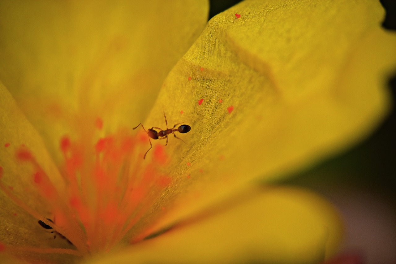 red ant  macro  insect free photo