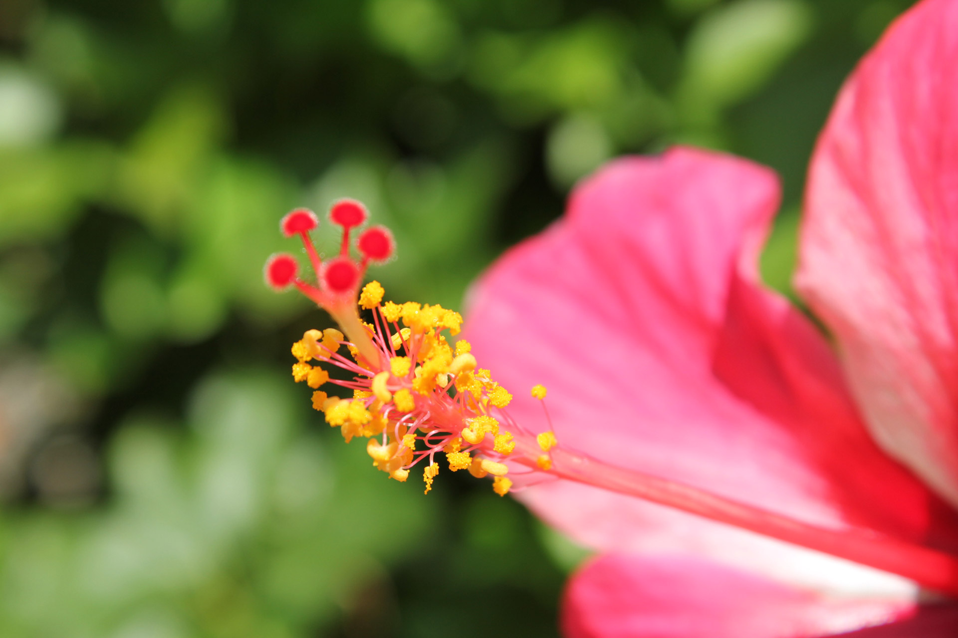 red gumamela flower petals flower free photo