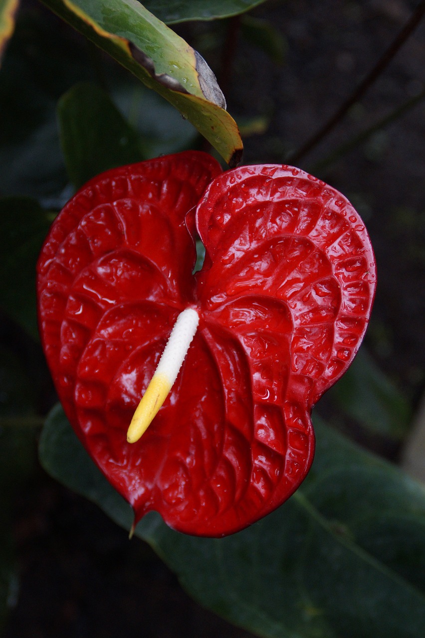 red anthurie anthurium red free photo