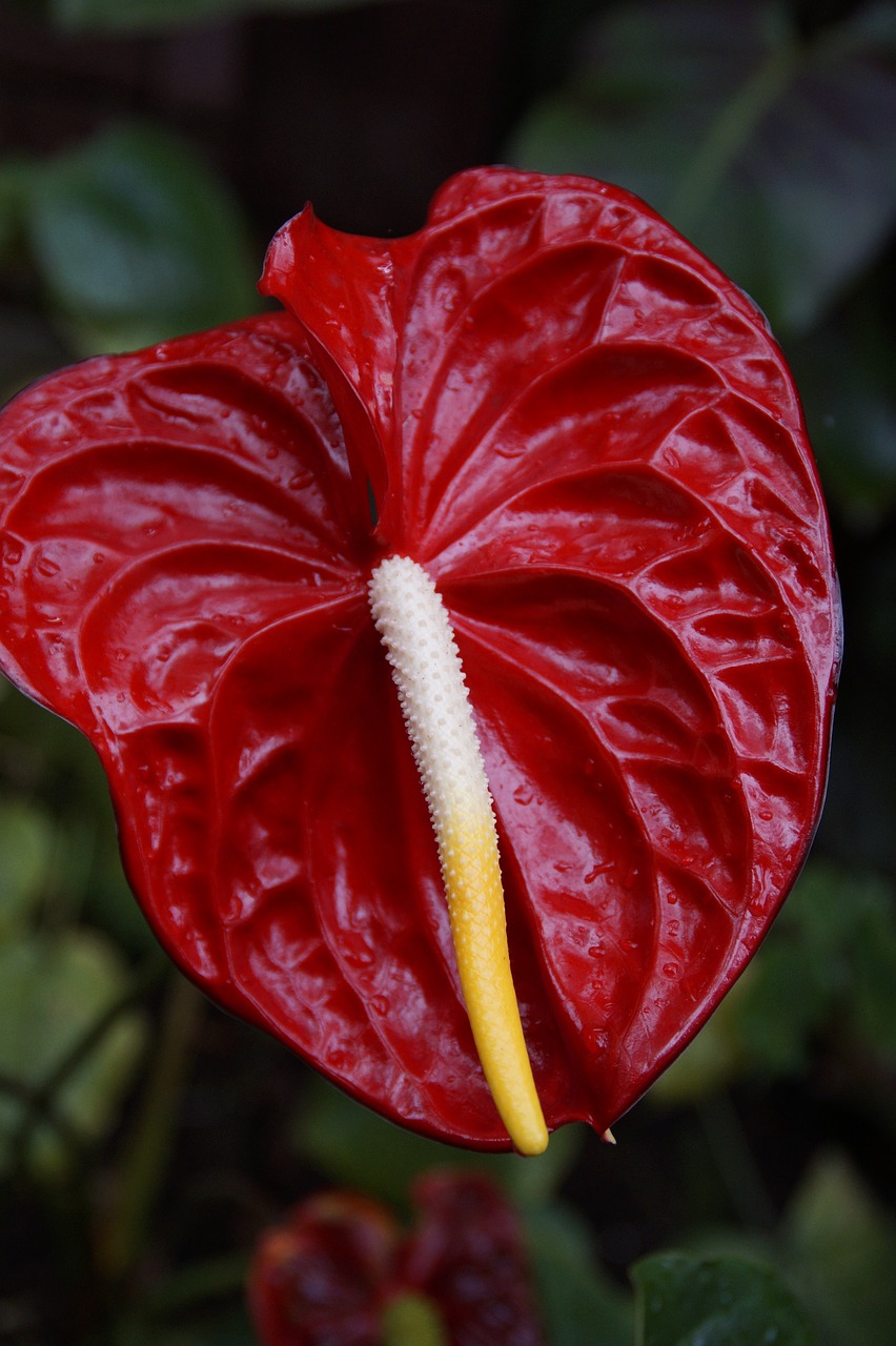 red anthurie anthurium red free photo