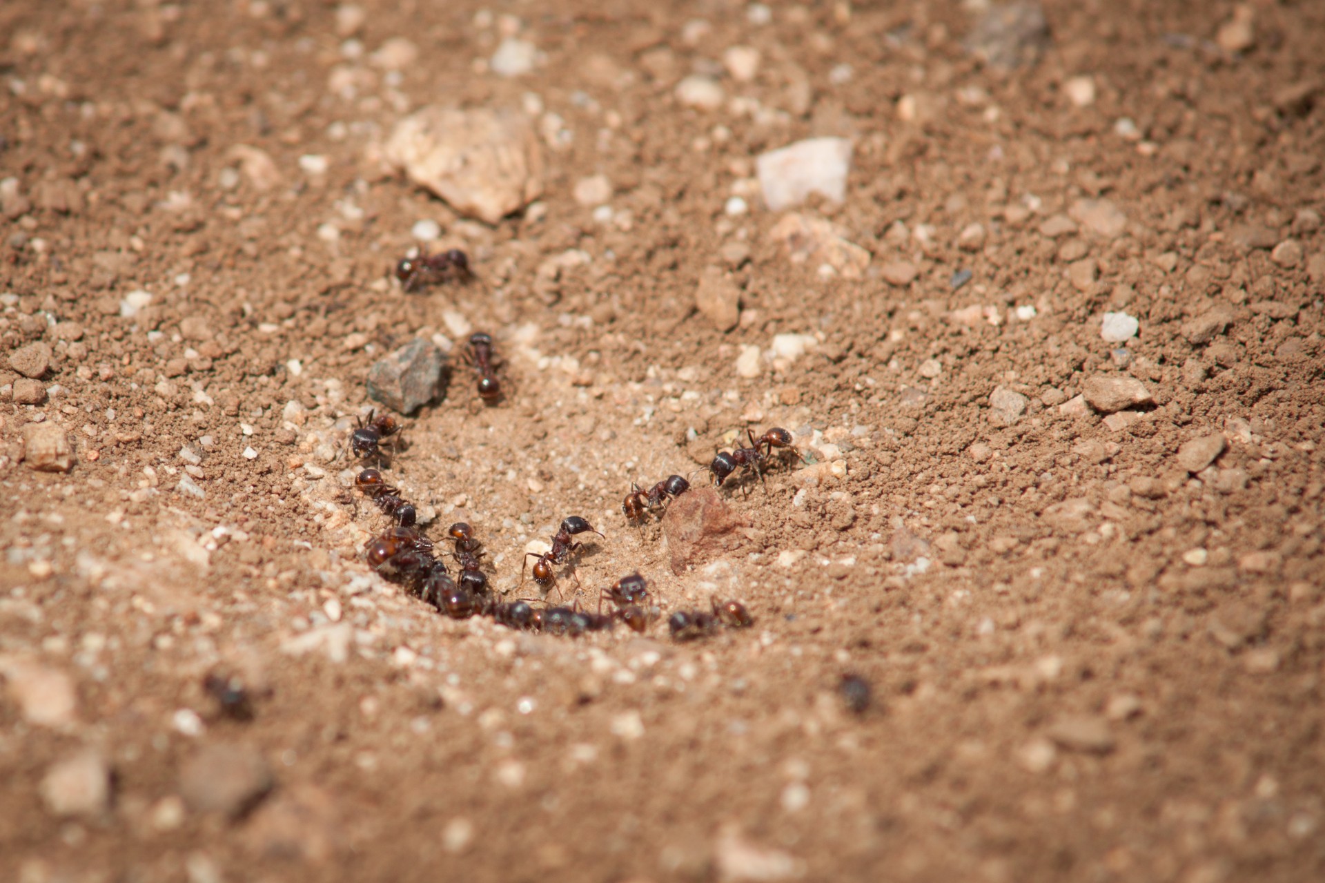 ant colony ants colony free photo