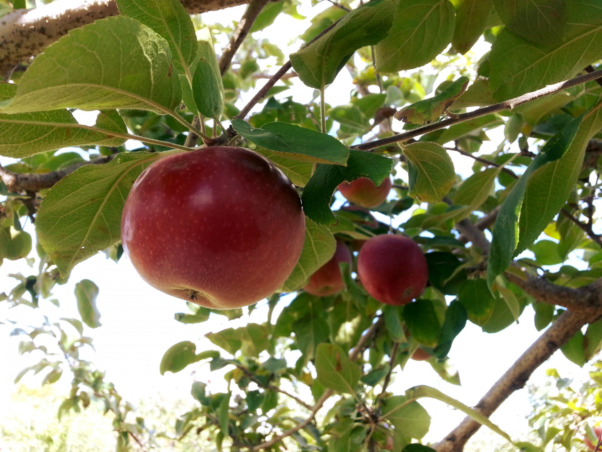 apple apples fruit free photo