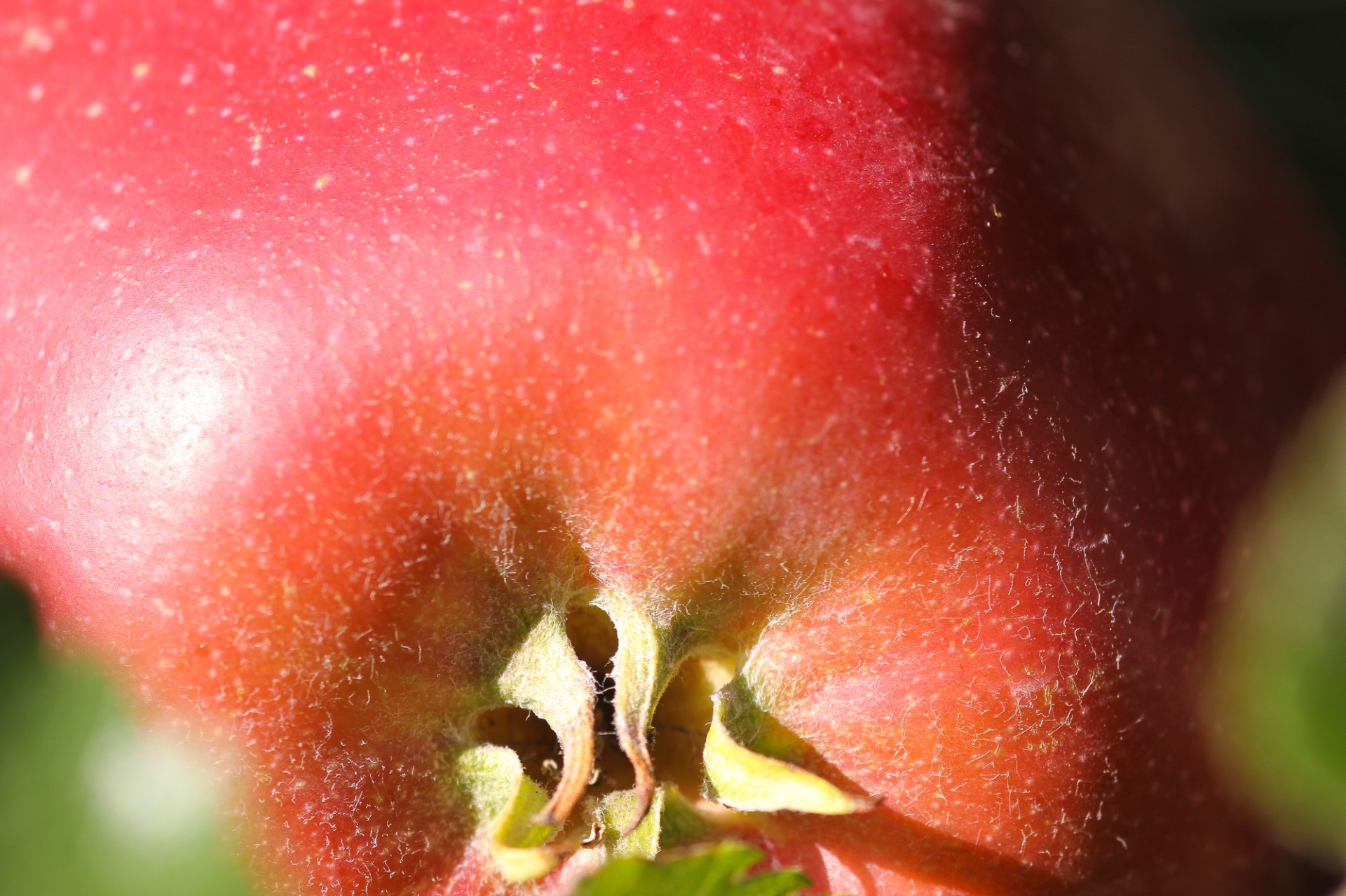 apple red macro free photo