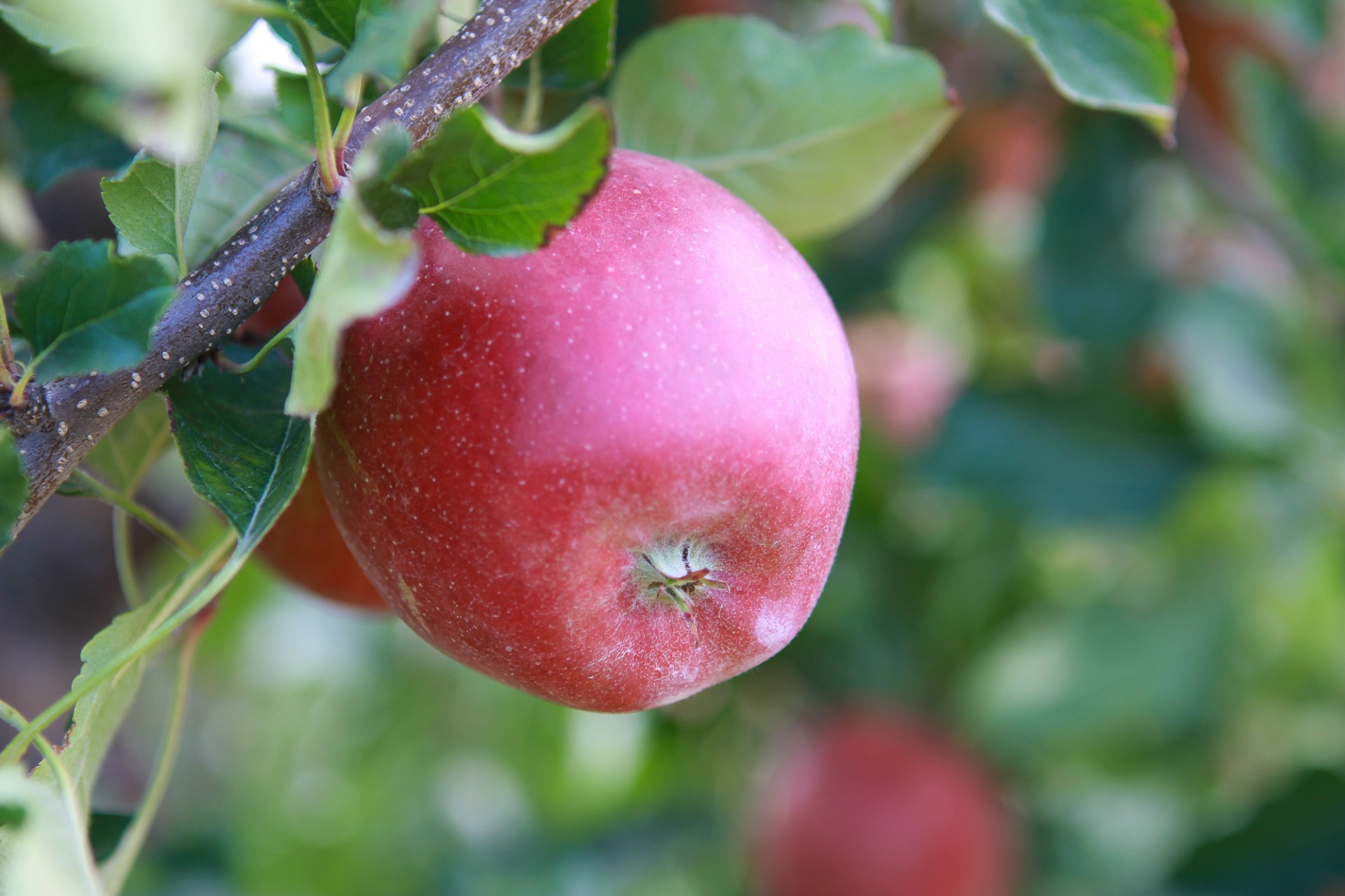 К чему снятся красивые яблоки. Красные яблоки на дереве.