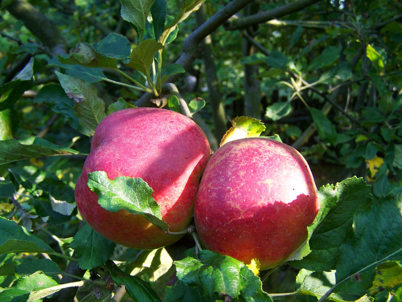 red apple ripe fruit autumn free photo