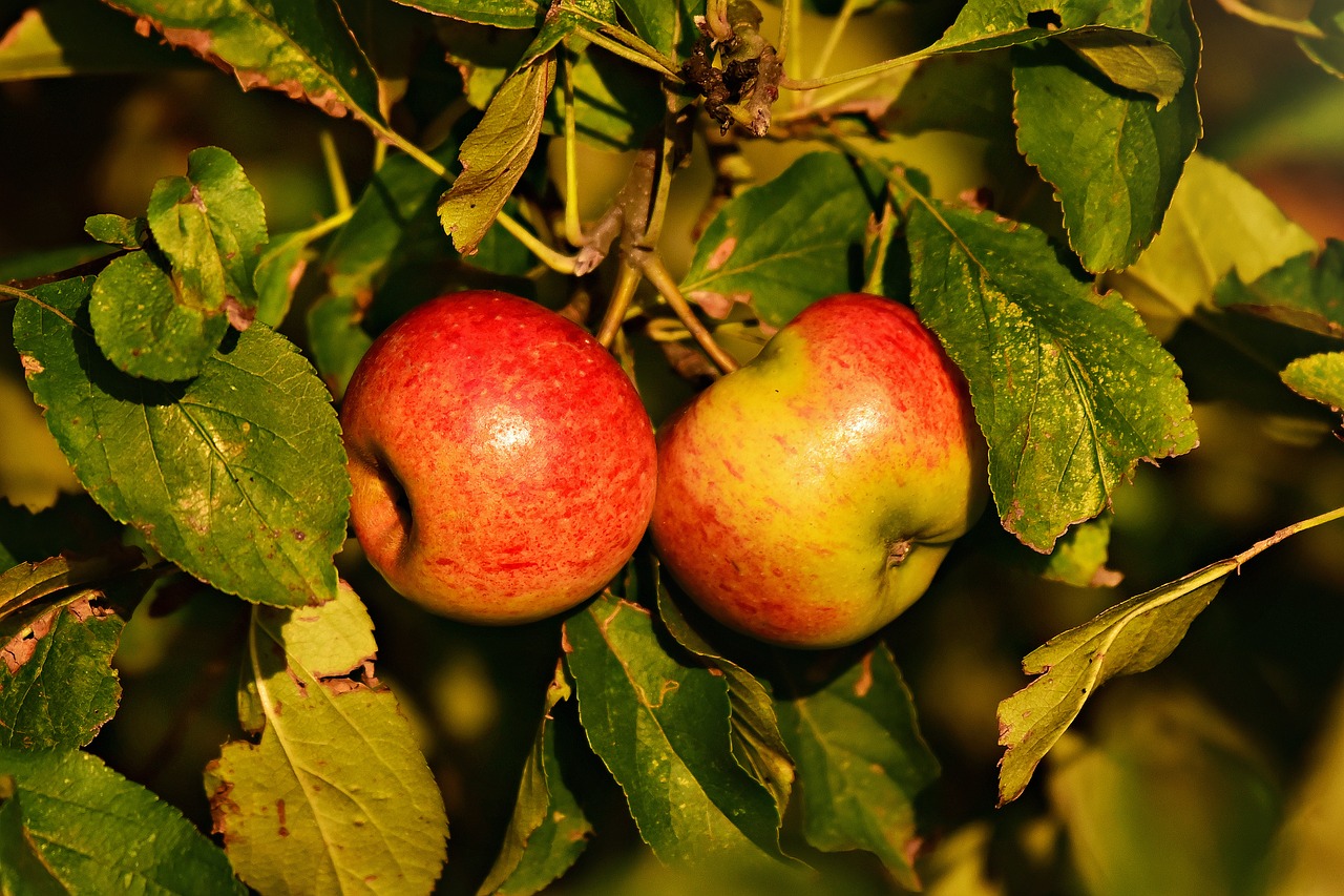 red apple  fruit  food free photo