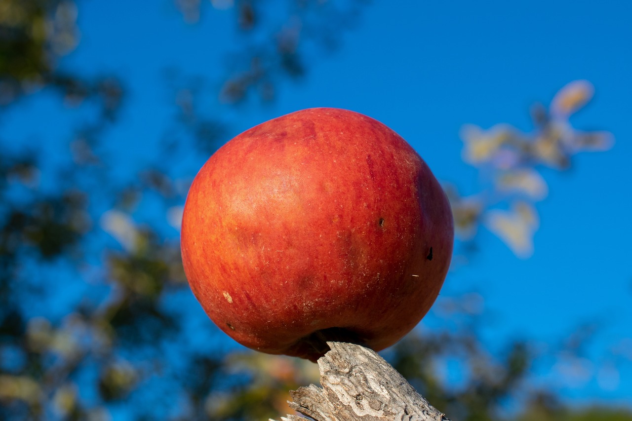 red apple  apple  ripe free photo